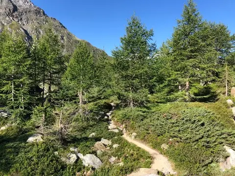 Il sentiero tra i larici della Binntal