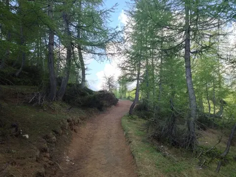 Il sentiero tra i larici verso il lago