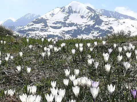 Crochi in fiore sui prati con il Monte Rosa innevato