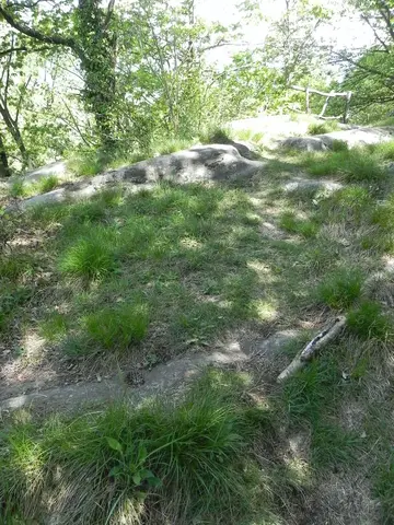 Il bosco sui terrazzamenti