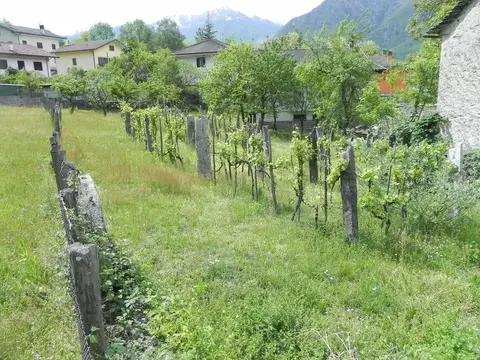 Un vigneto su un terrazzamento