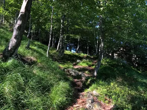 Il sentiero nel bosco