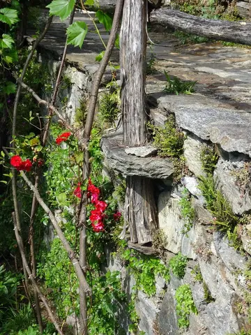 Fiori su un muro di pietra