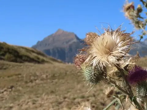 Cardo fiorito con una cima rocciosa sullo sfondo