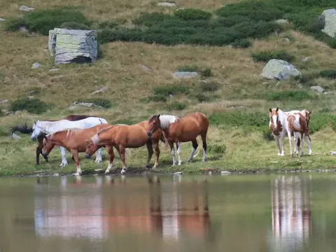 Cavalli al pascolo sulla riva di un laghetto alpino