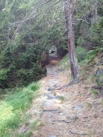 La mulattiera nel bosco
