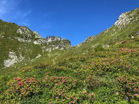 I rododendri sotto il passo di Campo
