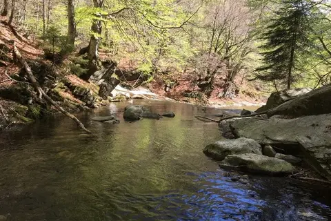 Il rio Valrossa nel bosco