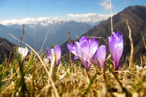 Crochi viola sui prati