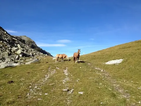 Due cavalli al pascolo verso la Forcola di Larecchio