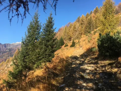 Il sentiero tra i larici in autunno