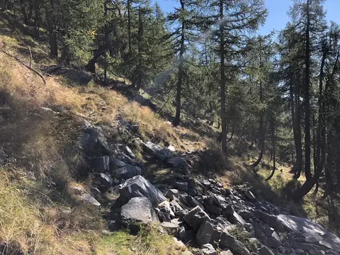 Il sentiero tra i massi nel bosco di larici