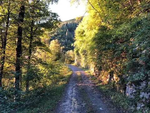 La strada sterrata nel bosco