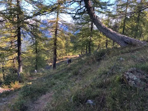 Il sentiero tra i larici