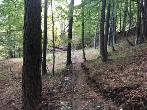 Il sentiero nel bosco di larici