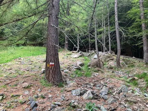 Un segnavia su un larice nel bosco