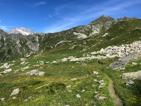 Il sentiero tra i fiori verso l'alpe Campo