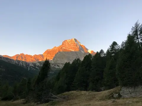 Il monte Leone illuminato dall'alba sopra i larici