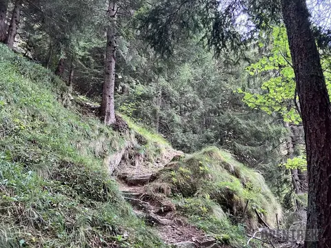 Il sentiero tra muschi e rocce nel bosco