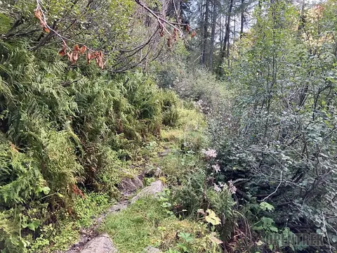 Il sentiero tra la vegetazione sopra Bedriola