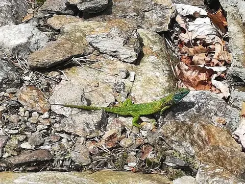 Un ramarro sulle pietre del sentiero