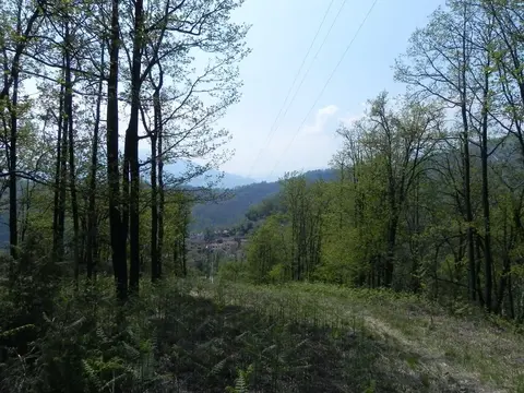 Il bosco sopra Cossogno