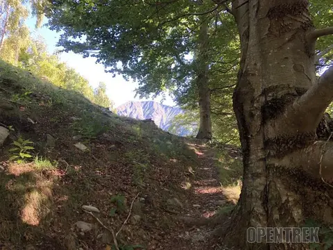 Il sentiero sotto un grande faggio