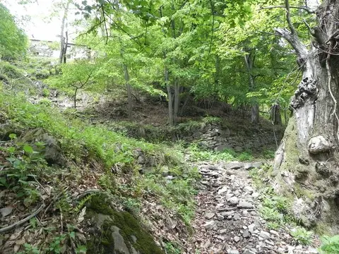 Il sentiero nel bosco di castagni