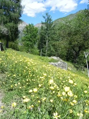 Un prato fiorito tra i terrazzamenti