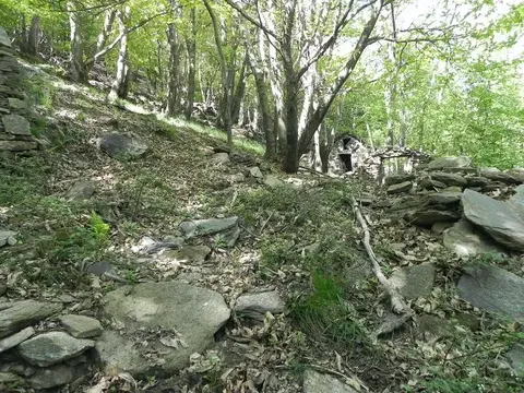Il bosco di castagni sui terrazzamenti