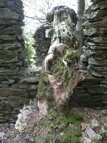 Un tronco tra i muri di una baita diroccata