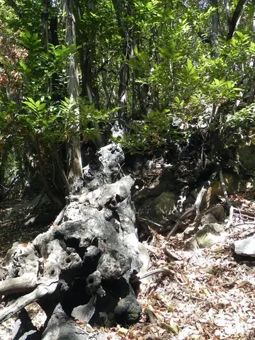 Un vecchio ceppo nel bosco