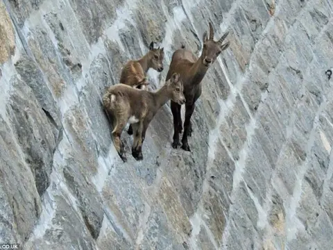 Stambecchi in equilibrio sul muro della diga del Cingino