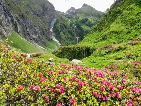 Rododendri in fiore nella valle verso il rifugio Andolla
