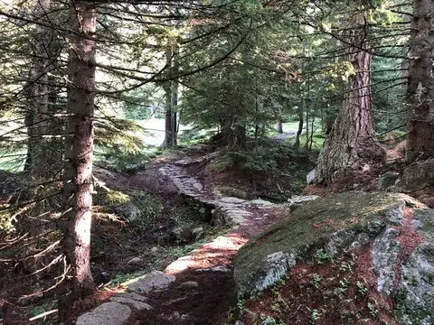 Il sentiero nel bosco sopra Pecetto verso l'alpe Bill