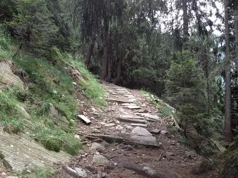 La mulattiera nel bosco