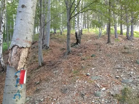 I segni bianco-rossi sugli alberi
