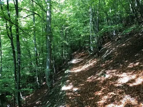 Il sentiero nella faggeta