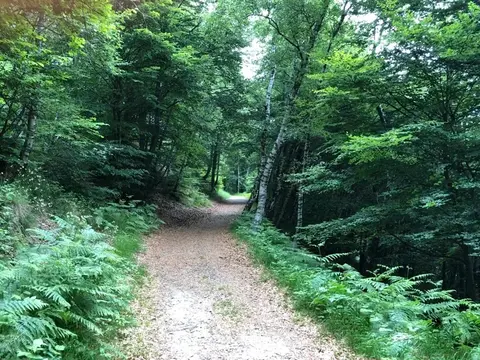 La larga strada militare della Linea Cadorna nel bosco sopra Piancavallo